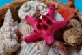 Exotic Starfish Ocean Conch Collection Wood Basket