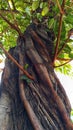 Exotic strangler fig tree with thick intertwined roots climbing a trunk, natural vertical texture. Royalty Free Stock Photo