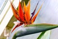 Exotic Strelitzia Reginae (Evergreen Crane Flower or Bird Of Paradise) flowers Royalty Free Stock Photo