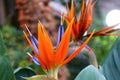 Exotic Strelitzia Reginae (Evergreen Crane Flower or Bird Of Paradise) flowers Royalty Free Stock Photo