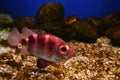 Exotic striped fish with big eyes swims