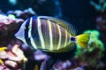 Exotic Striped Fish In Natural Surroundings