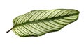 Exotic striped leaves Calathea Ornata Albolineata