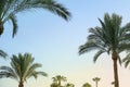 Exotic summer tropic pattern palm trees and sky.