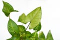 Exotic Syngonium podophyllum `Pixi` or `Arrow` Arrowhead Vine plant on white background Royalty Free Stock Photo