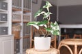 Exotic 'Syngonium Podophyllum Variegata' houseplant room Royalty Free Stock Photo