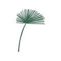 Exotic Talipot Palm Tree Leaf, Botanical Design Element Vector Illustration