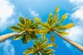 Exotic tall palm trees seen from below on a background of blue sky Royalty Free Stock Photo