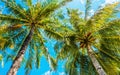 Exotic tall palm trees seen from below on a background of blue sky Royalty Free Stock Photo