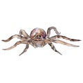 Exotic tarantula wild insect in a watercolor style isolated.