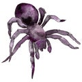 Exotic tarantula wild insect in a watercolor style isolated.