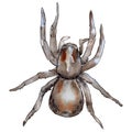 Exotic tarantula wild insect in a watercolor style isolated.