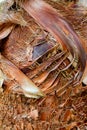 Exotic texture of palm bark. Close up of trunk. Rough brown palm tree wood natural background. Royalty Free Stock Photo