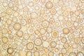 Exotic texture pattern of bamboo cross section filled with hardening enamel Royalty Free Stock Photo