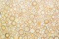 Exotic texture pattern of bamboo cross section filled with hardening enamel Royalty Free Stock Photo
