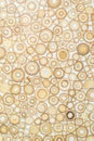 Exotic texture pattern of bamboo cross section filled with hardening enamel Royalty Free Stock Photo