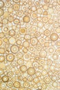 Exotic texture pattern of bamboo cross section filled with hardening enamel Royalty Free Stock Photo
