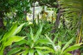 Exotic thai garden with plants and trees asian style