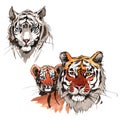 Exotic tiger wild animal in a watercolor style isolated.