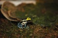 Exotic tiny colored frog close up reptile