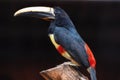 Exotic Toucan bird. Black necked Aracari, Pteroglossus Aracari perched on tree branch.