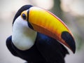 Exotic Toucan Bird in Natural Setting, Foz do Iguacu, Brazil Royalty Free Stock Photo