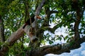 Exotic toucan bird in natural setting near Iguazu Falls in Foz d Royalty Free Stock Photo