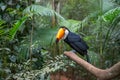 Exotic toucan brazilian bird in nature in Foz