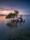 The exotic tree at the beach Indonesian Royalty Free Stock Photo