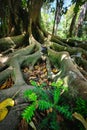 Ficus macrophylla trunk and roots close up Royalty Free Stock Photo