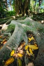 Ficus macrophylla trunk and roots close up Royalty Free Stock Photo