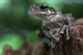 Exotic tree frog, Osteocephalus taurinus