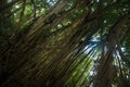 Exotic tree with lianas