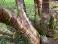 Exotic tree with red bark