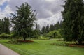 Exotic trees with shaped trunks, an alley in the park. Nature landscape. A walk in the botanical garden Royalty Free Stock Photo