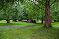 Exotic trees with shaped trunks, an alley in the park. Nature landscape. A walk in the botanical garden Royalty Free Stock Photo