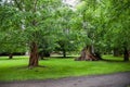 Exotic trees with shaped trunks, an alley in the park. Nature landscape. A walk in the botanical garden Royalty Free Stock Photo