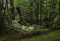 Exotic trees with shaped trunks, an alley in the park. Nature landscape. A walk in the botanical garden Royalty Free Stock Photo