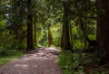 Exotic trees with shaped trunks, an alley in the park. Nature landscape. A walk in the botanical garden Royalty Free Stock Photo