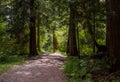 Exotic trees with shaped trunks, an alley in the park. Nature landscape. A walk in the botanical garden Royalty Free Stock Photo