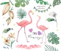 Exotic tropic bird pink flamingo with palm leaves and plant flower agave hand drawn watercolor. Print trendy flower illustration Royalty Free Stock Photo