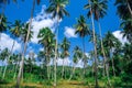 Exotic tropical background with large coconut trees and blue sky. Landscape with a tropical forest of coconut trees. Huge coconut