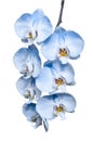 Exotic tropical branch of romantic blue orchids flowers