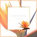 Exotic tropical bright orange strelitzia bird of paradise flower. Card banner flyer cover square border frame template. Royalty Free Stock Photo