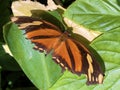 Exotic and tropical butterflies in the butterfly house or exotische und tropische Schmetterlinge im Schmetterlingshaus