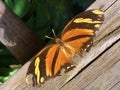 Exotic and tropical butterflies in the butterfly house or exotische und tropische Schmetterlinge im Schmetterlingshaus Royalty Free Stock Photo