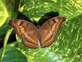 Exotic and tropical butterflies in the butterfly house or exotische und tropische Schmetterlinge im Schmetterlingshaus Royalty Free Stock Photo