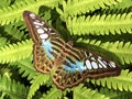 Exotic and tropical butterflies in the butterfly house or exotische und tropische Schmetterlinge im Schmetterlingshaus Royalty Free Stock Photo