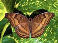 Exotic and tropical butterflies in the butterfly house or exotische und tropische Schmetterlinge im Schmetterlingshaus Royalty Free Stock Photo