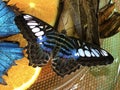 Exotic and tropical butterflies in the butterfly house or exotische und tropische Schmetterlinge im Schmetterlingshaus